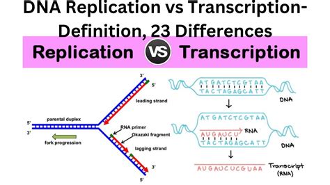 replication vs transcription vs translation